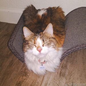 Calico cat laying in s-shaped scratcher
