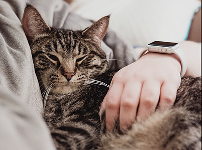Cat cuddling with human