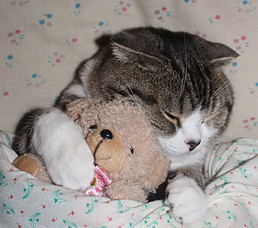 Cat sleeping with a teddy bear