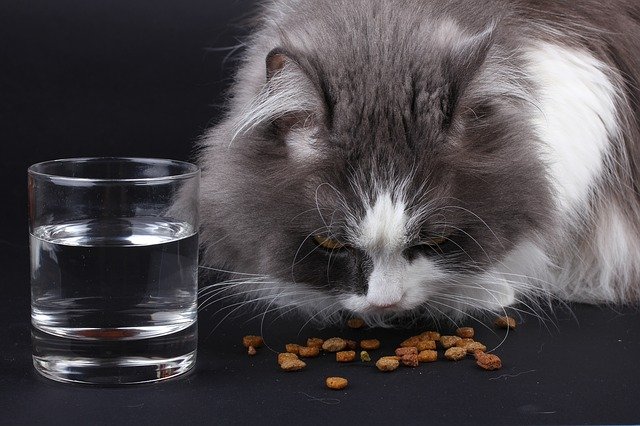 Cat eating treats next to a water glass