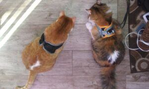 Mio and Melody tabby and calico wearing harnesses