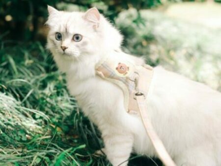 White cat in a light pink harness