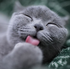 grey cat licking its paw