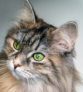 Long haired cat with green eyes