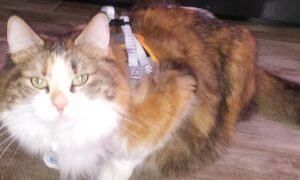 Melody wearing a harness looking into camera
