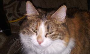Long haired calico cat Melody looking into camera