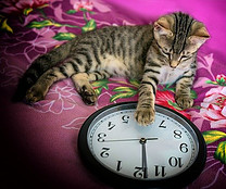 Tabby cat with its paw on a clock