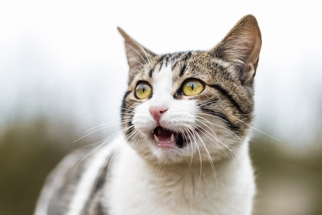 Shallow focused imaged of an excited cat