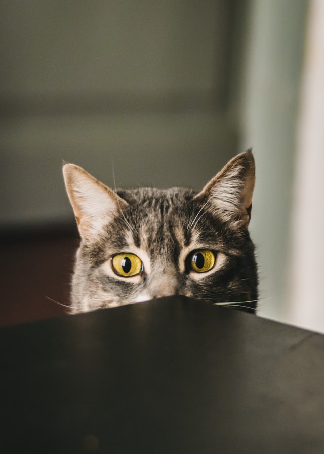 Cat looking over the edge of a table top