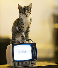 Cat on a TV