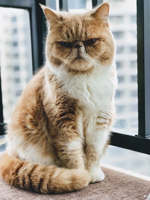 Grumpy old cat